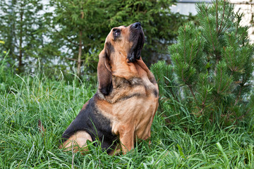 Dog breed bloodhound portrait on nature - obrazy, fototapety, plakaty