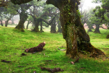 Old cedar tree in Fanal forest - Madeira island. Portugal