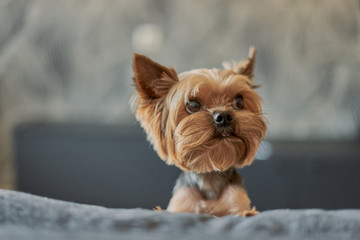 Yorkshire Terrier dog on the couch - obrazy, fototapety, plakaty