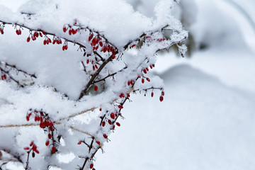 Barberry branch in winter garden. Snowy ripe berries of barberry close up. Winter red berries.