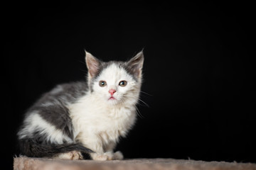 Cute kitten posing on the scraching post
