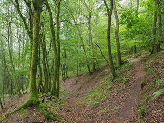 Fototapeta na wymiar Small path in deep green forest.