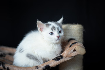 Domestic cat on the scratching post