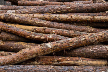 A pile of logs lie on a forest platform, a sawmill. Processing of timber at the sawmill.