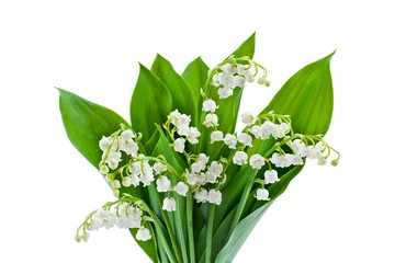 Foto auf Acrylglas Lily of the valley or may bells flower isolated on white background. © Snowbelle