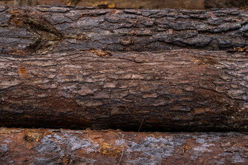 A pile of logs lie on a forest platform, a sawmill. Processing of timber at the sawmill.