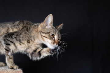 Domestic cat on the scratching post