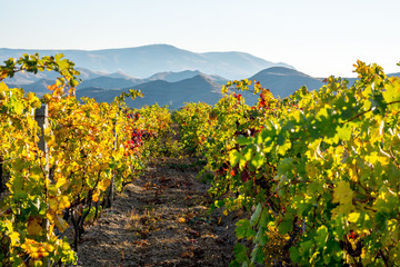 Fototapeta premium Vineyard