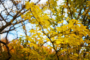 安達太良山の秋