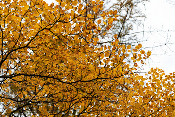 安達太良山の秋