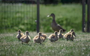 family of ducks