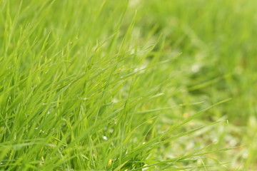 Fototapeta na wymiar natural floral background with fresh green grass
