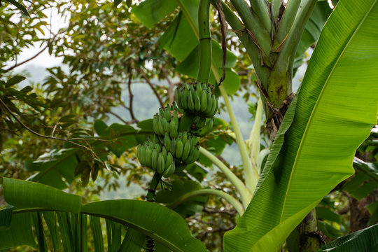 Babana tree in the garden. Green Raw Organic Banana Cluster hanging down from trees in a bunch, bunch of babana - bananas. The banana tree and a lot of big banana.