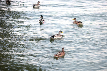 ducks with offspring swimming in the pond