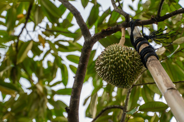Durian - king of tropical fruit, on a tree branch in the orchard. Fresh durian on a tree in...