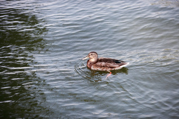 duck with offspring swimming in the river