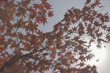 旭川　神楽岡公園の紅葉
