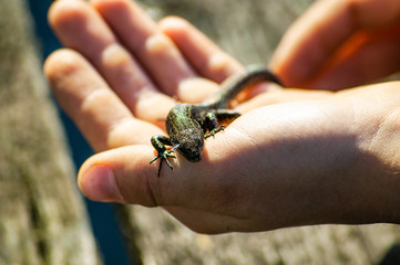 lizard basks in the sun