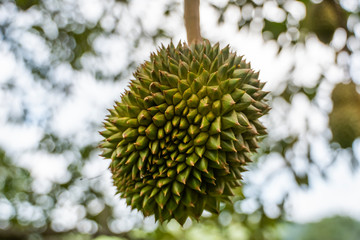 Durian - king of tropical fruit, on a tree branch in the orchard. Fresh durian on a tree in...