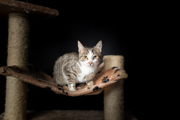 Playful domestic cat posing for a photo on the scratching post 