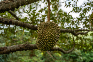 Durian - king of tropical fruit, on a tree branch in the orchard. Fresh durian on a tree in gardening system. Durian plantation. Durian can grow in suitable conditions. Special and useful plant.