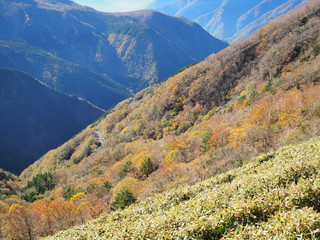 山の紅葉