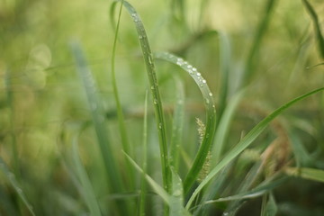 fresh natural background with fresh green grass in rain drops