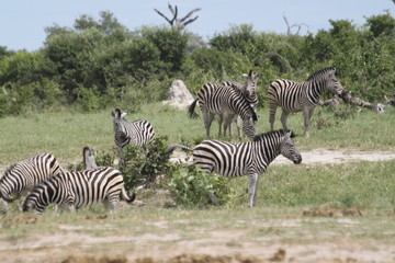 Zèbres à la tombée de la nuit