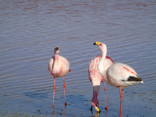 Fototapeta na wymiar Pink flamingo, in Laguna Colorada in Potosi Bolivia