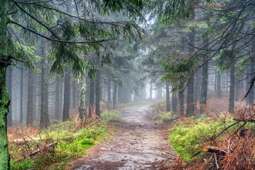 Fototapeta premium Fairy fog with frost on the hiking trail