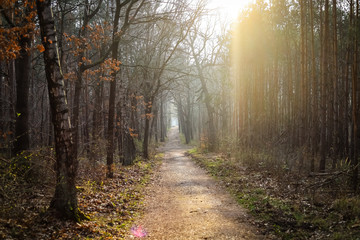 Obraz premium road in the forest - MeyCl