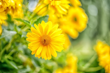 Fototapeta premium Macro yellow daisy or chrysanthemum flowers head