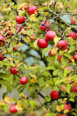 Red apples on apple tree branch