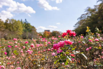 Fototapeta na wymiar 与野公園のバラ