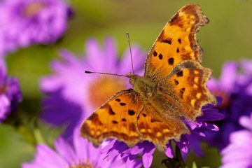 C-Falter auf Herbstastern