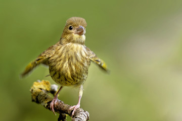 Juveniler Grünfik bettelt