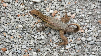 curly-tailed lizard 