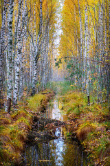 A drainage ditch divides the autumn birch forest into two parts on the swamp