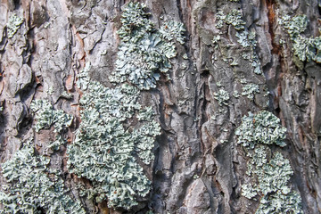 Pine bark with lichen. Background. Close up.