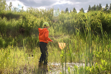A boy catches dragonflies on the pond with a net. Summer. Swamp with tadpoles. The child wants to...