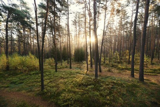 Sonnenaufgang im Kiefernwald bei Morgennebel