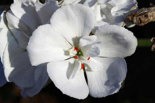 Geranie