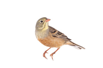ortolan (Emberiza hortulana) isolated on a white background