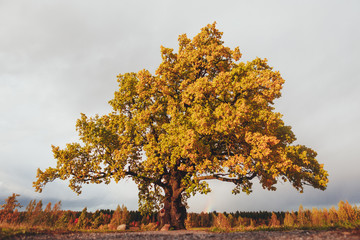 oak tree with yellow foliage at sunny autumn day