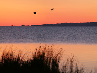 Picturesque sunset on the lake in Mongolia. Birds are flying. Blurred grass in the foreground.