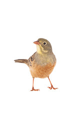 ortolan (Emberiza hortulana) isolated on a white background