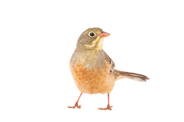 ortolan (Emberiza hortulana) isolated on a white background