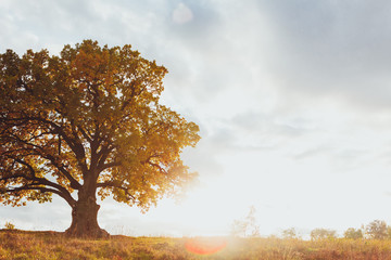 oak tree with yellow foliage at sunny autumn day - obrazy, fototapety, plakaty