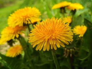 Yellow flowers. Dandelion macro. Dandelion flowers. Yellow flowers on green grass background. 