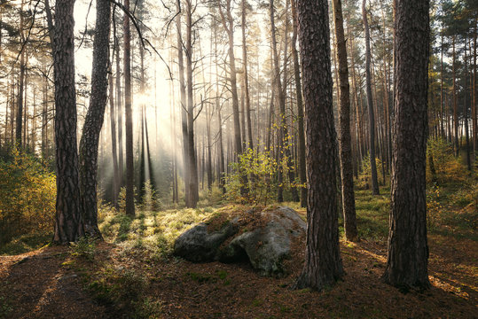 Sonnenaufgang im Kiefernwald bei Morgennebel